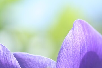 blue petals, blurred leaves and sky