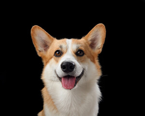 A joyful Pembroke Welsh Corgi grins broadly in a close-up against a stark black backdrop, radiating happiness. This dog cheerful demeanor and bright eyes