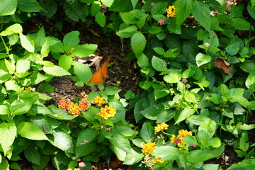 orange butterfly 