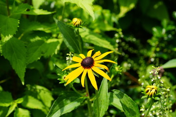 yellow flower in the garden