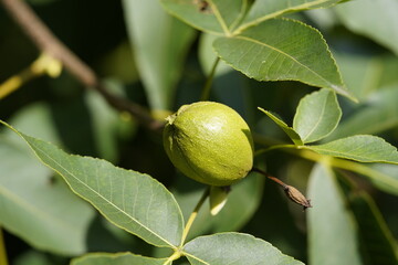 
Carya ovata, the shagbark hickory, in autumn. Juglandaceae family. Hanover Berggarten, Germany.
