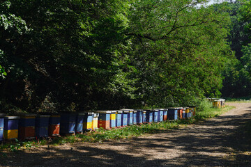 Several old hives painted in different colors standing in a row in summer village near rural road. Serbia country, Fruska Gora National Park.
