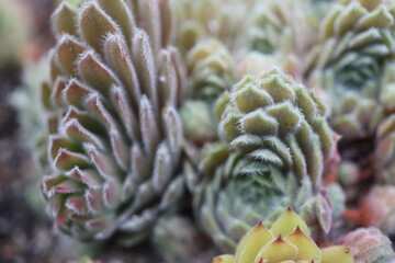 Sempervivum ARTISCHOCKE Rojnik © Perovskia