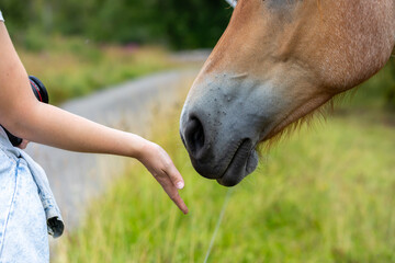 Einem Pferd vorsichtig die Hand reichen © Stefan Werner