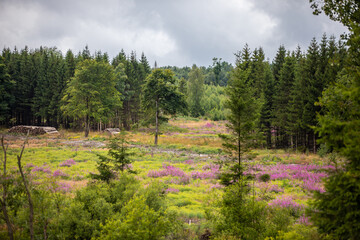 Aussicht auf eine Lichtung der Heide im Harz mit schönen Blumen und Bäumen