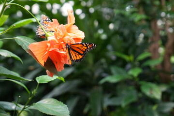 orange butterfly