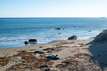 Elephant seal resting on the beach at Pacific ocean