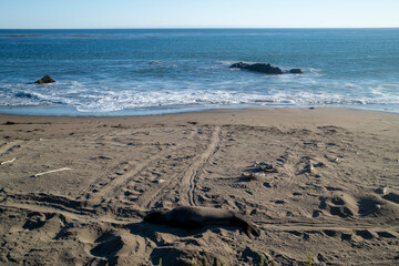 Elephant seal resting on the beach at Pacific ocean
