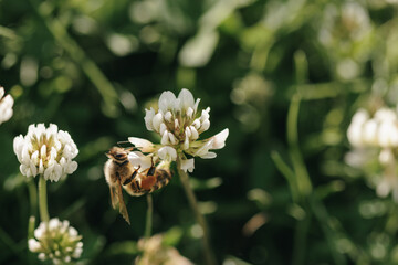 Honey bee collecting nectar on clover blossom. Pollination. Environmental concept, saving the bees concept