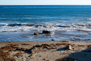 waves crashing on the beach and elephant seals resting on the beach
