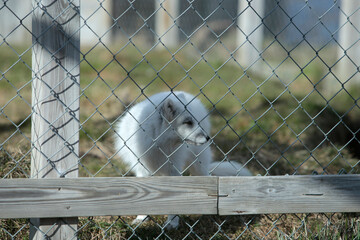 Polarfuchs in einer Zuchtstation in Island