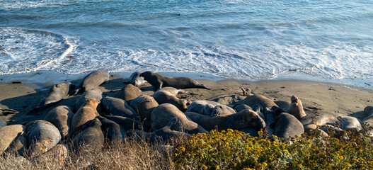 Many Elephant Seals Near The