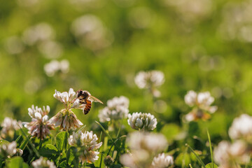 Honey bee collecting nectar on clover blossom. Pollination. Environmental concept, saving the bees...