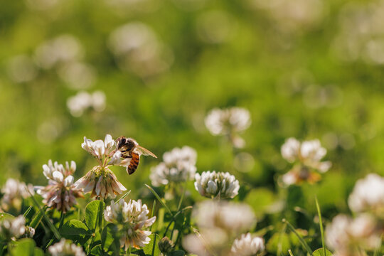 Honey bee collecting nectar on clover blossom. Pollination. Environmental concept, saving the bees concept