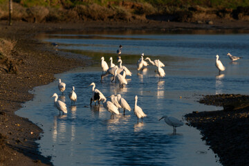 Aigrette garzette, .Egretta garzetta, Little Egret, Marais Breton, Vendée,  85, France