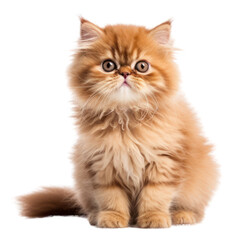 PNG Persian cat mammal animal kitten.