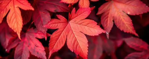 Closeup of red maple leaves, botanical background close up, autumn theme, vibrant, overlay, forest, copy space for text
