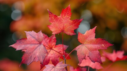 Closeup of red maple leaves, botanical background close up, autumn theme, vibrant, overlay, forest, copy space for text