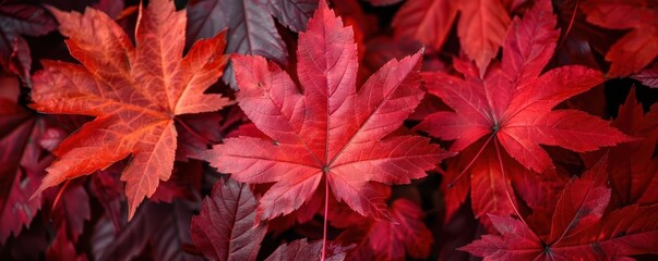 Closeup of red maple leaves, botanical background close up, autumn theme, vibrant, overlay, forest, copy space for text