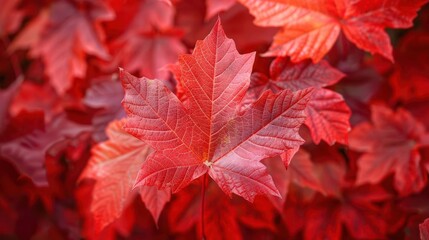 Closeup on bright red maple leaves, botanical background close up, crisp fall, vibrant, blend mode, nature reserve, copy space for text