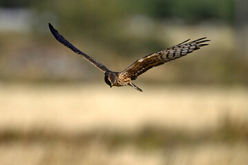 Wiesenweihe - Weibchen // Montagu's harrier - female (Circus pygargus)