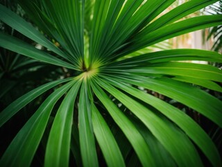 Obraz premium Green leaf of tropical palm vertical Close up detail