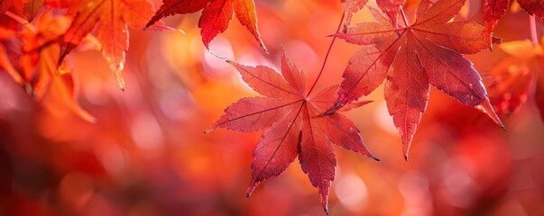 Macro shot of red maple leaves, botanical background close up, natures beauty, vibrant, composite, park, copy space for text