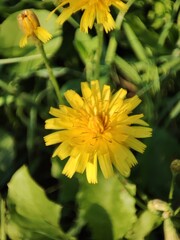 Dandelion on the lawn close up
