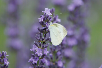 Cabbage white butterfly and herb