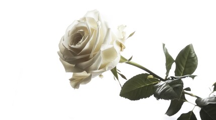 Naklejka premium Single White Rose Close Up