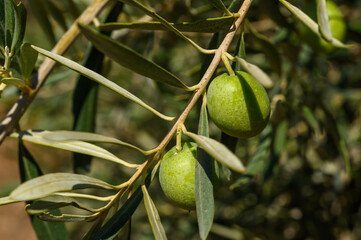 Olive tree in olive orchard (Greece)