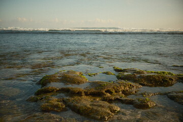 moss covered coral rocks that are visible when the sea water is receding