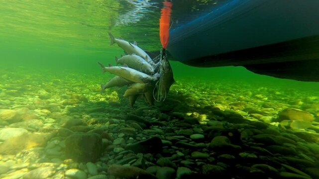 Fish are dragged on a trap attached to a boat underwater