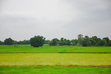 Rice fields, young green rice plants