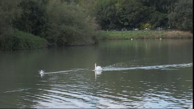 white swan in the lake of the park of villa Pamphili. High quality 4k footage