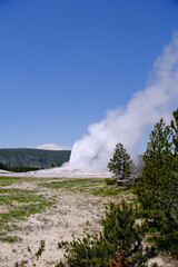Old Faithful Geyser erupting in Yellowstone National Park in Wyoming, USA