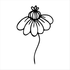 hand drawn simple botanical floral doodle element