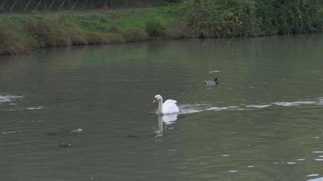 white swan in the lake of the park of villa Pamphili. High quality 4k footage