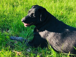Black Dog in Green Grass