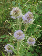 Very interesting wild thorny plant