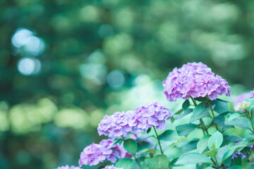 Obraz premium 紫色の紫陽花