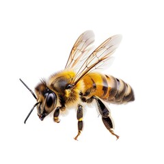 Detailed Close-up of a Honey Bee on White Background. Generative ai.