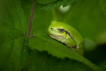 Close up of an European tree frog (Hyla arborea) hiding in the blackberry bushes, Belgium
