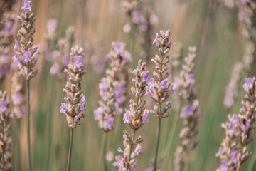 Obraz premium Lavender Fields