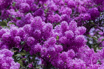 The photo features a close-up of lilac flowers, showcasing their vibrant violet or lilac hues.