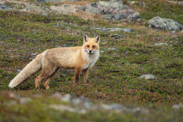 A red fox in the tundra, Varanger Peninsula, Northern Norway