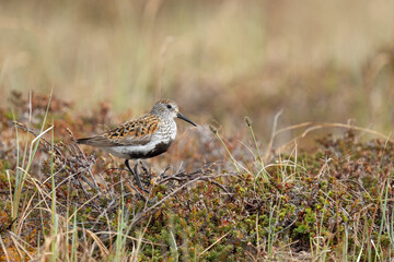 Dunlin in wetland in Varanger Peninsula Northern Peninsula