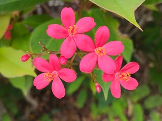 pink and white flowers