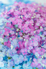 カラフルな紫陽花