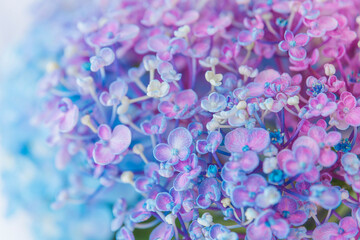 カラフルな紫陽花